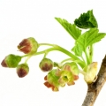 Black Currant Blossom